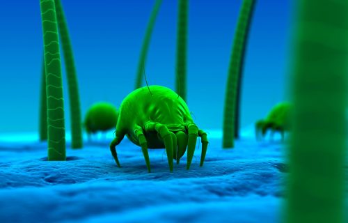 Blog_Reason_Carpet_dust-mites